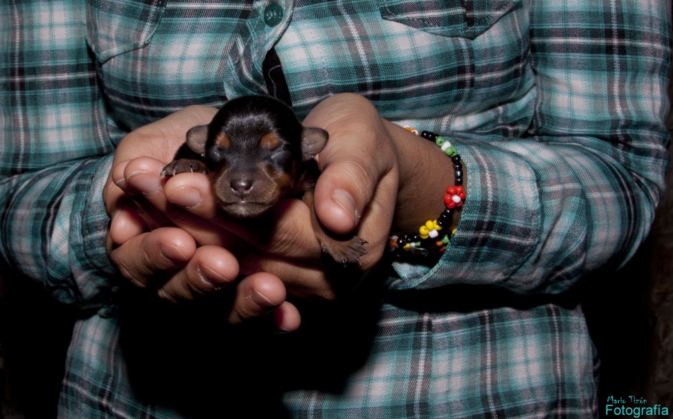 "Recien nacida. Pinscher miniatura." de Mario Tizn