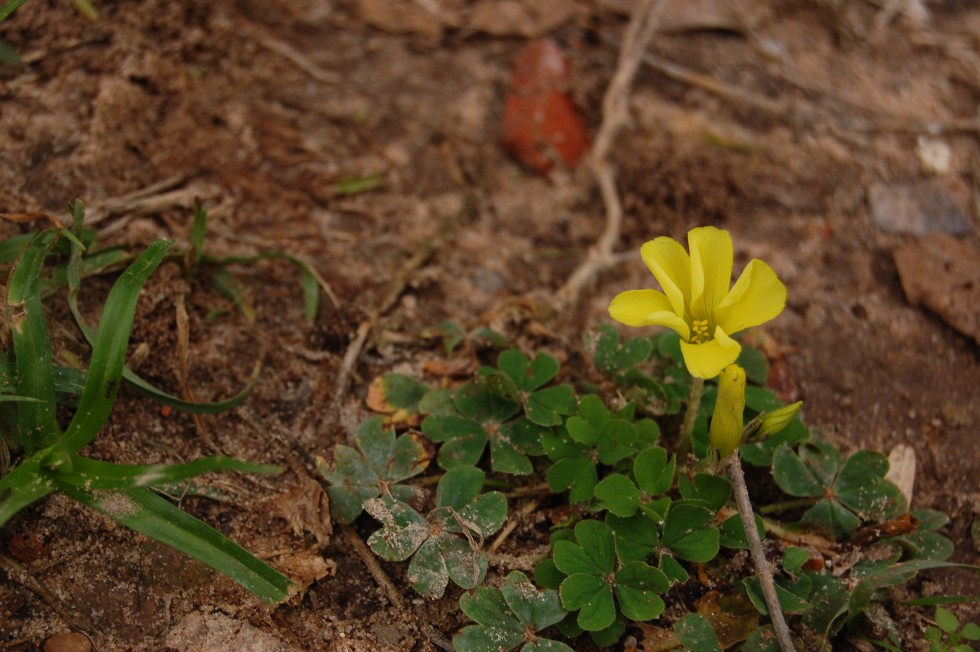 "Flor silvestre...." de Romina Esponda