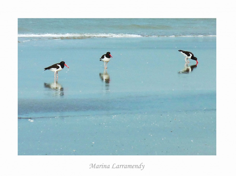 "Invierno... y la playa slo para ellas..." de Marina Larramendy