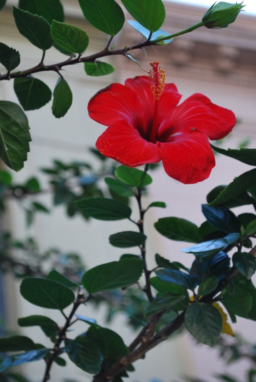 "Una flor..." de Ana Vaccari