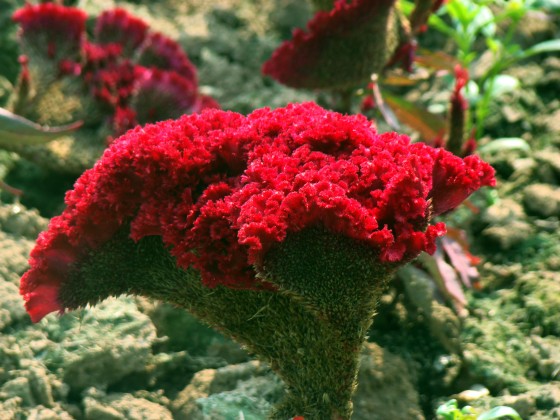 "al rojo vivo" de Graciela Arcieri