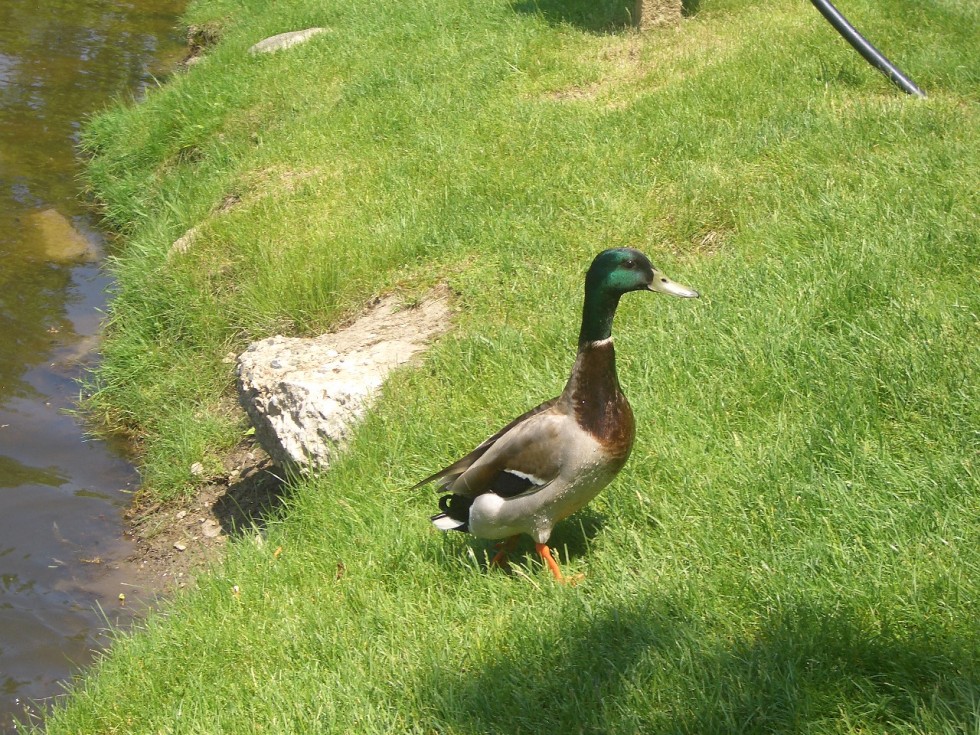 "Al agua pato" de Trinidad Bolatti