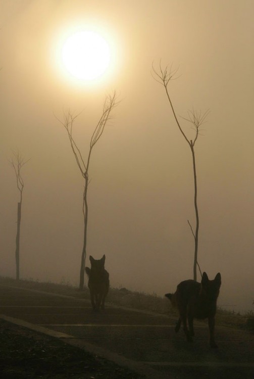 "`Como lobos`" de Cristian Francolini