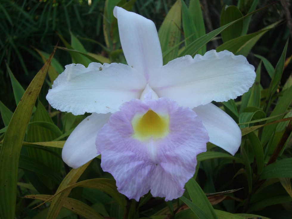 "Orquidea del jardn" de Piero Francesa