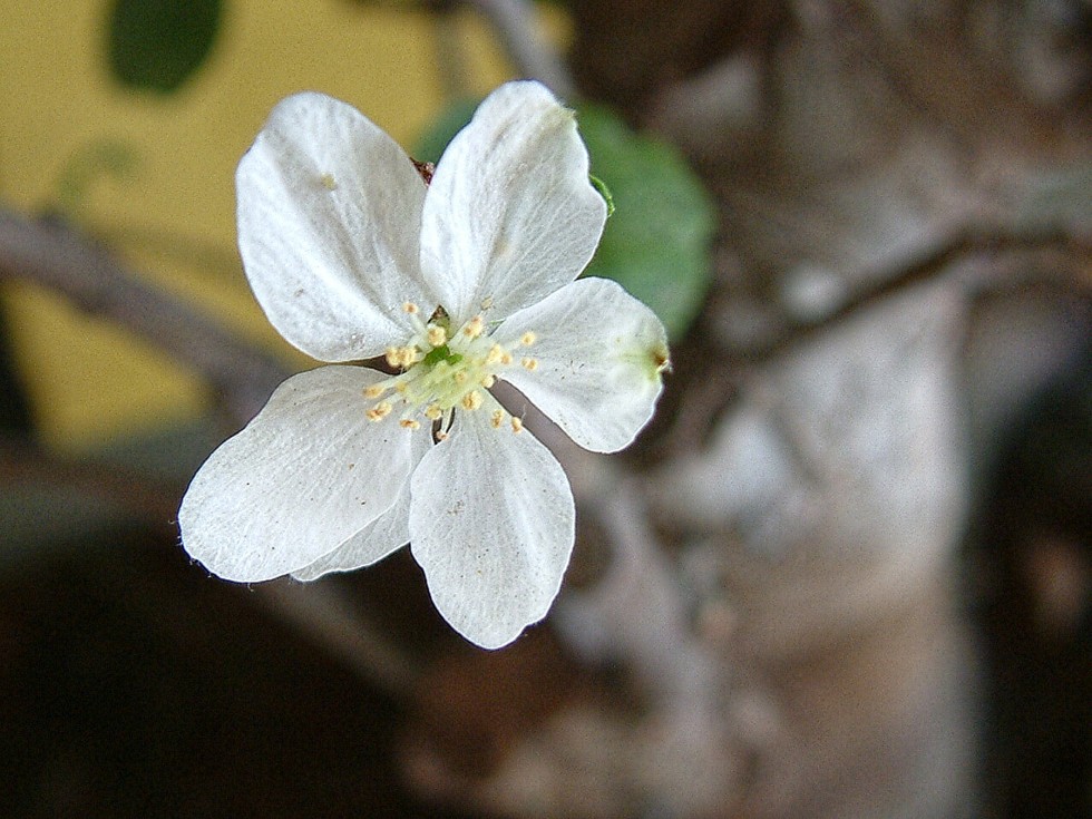 "La flor del manzano" de Manuel Velasco