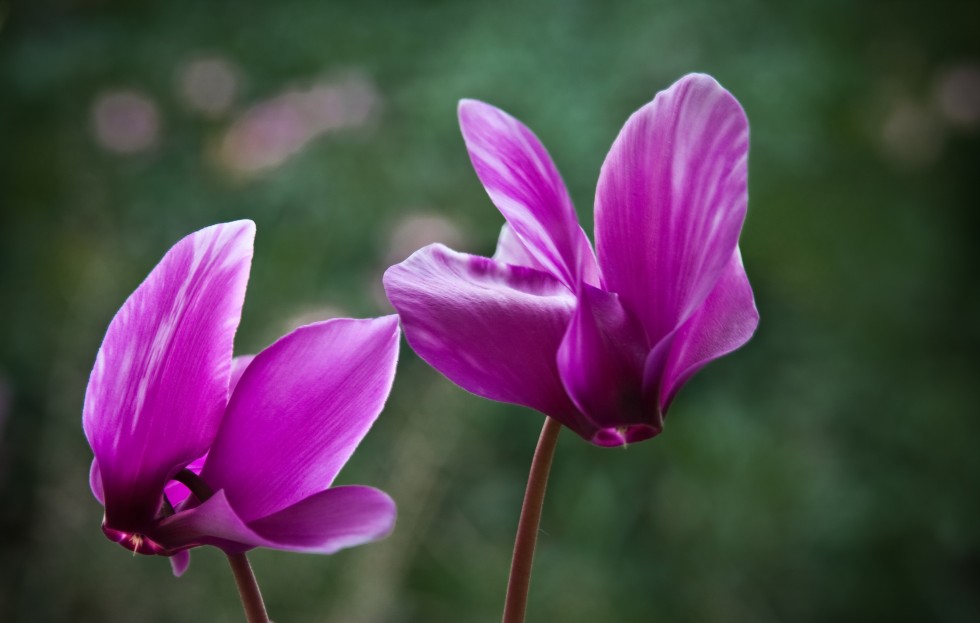 "Violetas mgicas" de Carmen Nievas