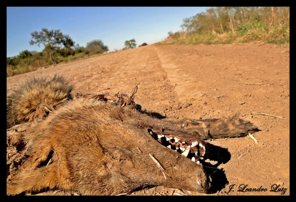 "FotoDenuncia: `Un cruce peligroso`" de J. Leandro Lutz