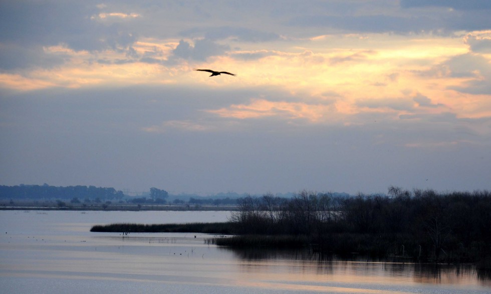 "vuelo en la tarde" de Edith Polverini