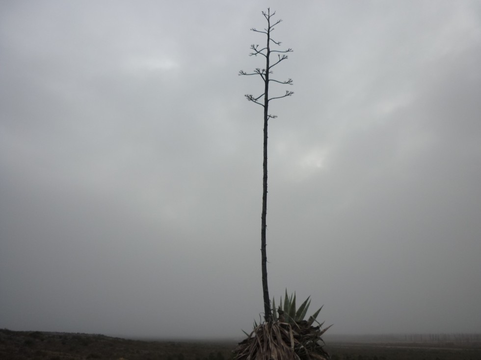 "Solo en el campo" de Margarita Aqueveque