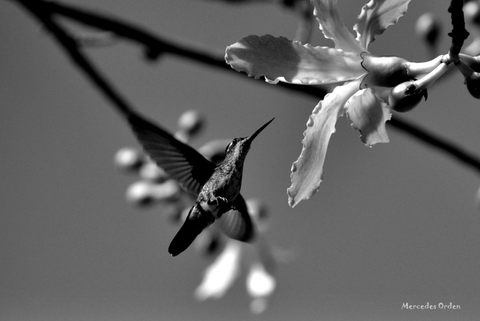 "colibr en B&N" de Mercedes Orden