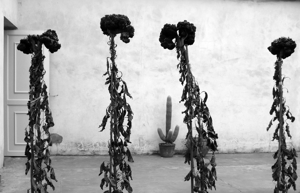 "Crestas y cactus" de Claudio H. Fibla