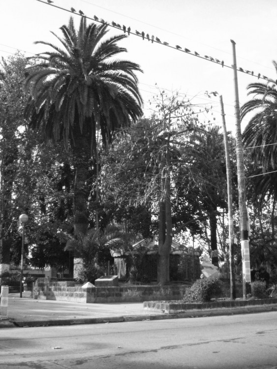 "La Plaza de mi barrio" de Alejandra Gientikis Tarantino