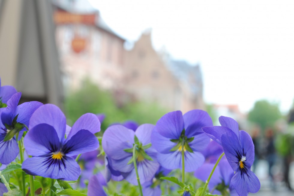 "Violas" de Maria Maura Pettinari