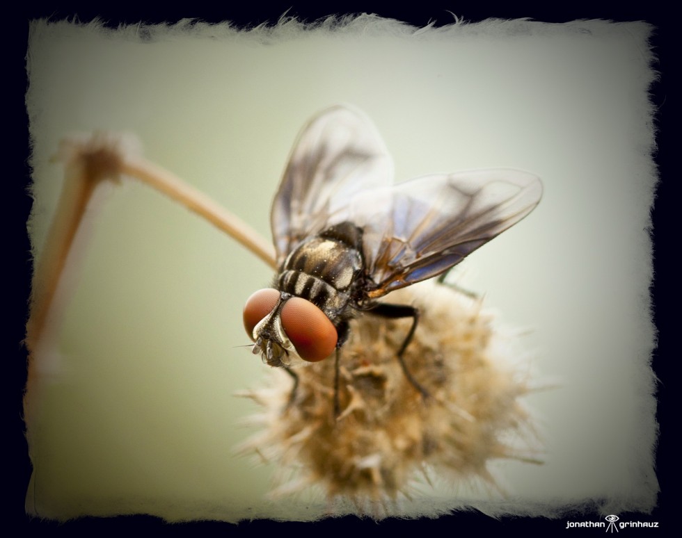 "Quedate mosca...." de Jonathan Grinhauz