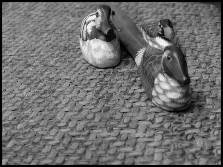 "Mis patos" de Leonardo Gustavo Valente
