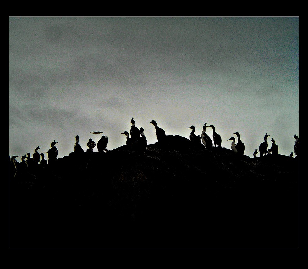 "Pajaros in the night" de Silvia Chamorro