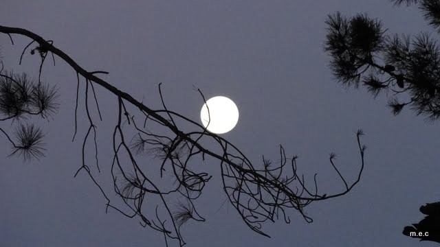 "la luna se apoya en la rama" de Maria C. Fernandez