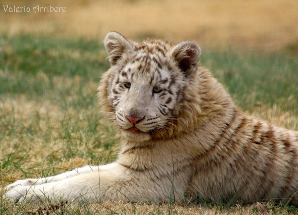 "Hija e Tigre..." de Valeria Arribere