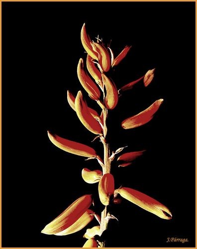 "Flor de Aloe Vera." de Javier Prraga