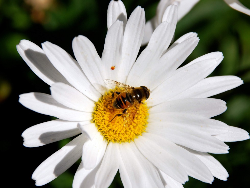 "Retrato de una Abeja" de Gisele Burcheri