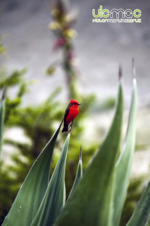 "Pajaro Tutuxi" de Vctor Martnez Cruz