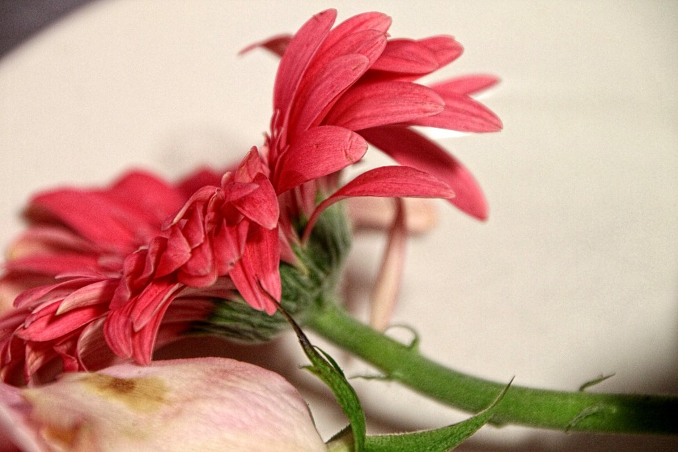 "La gerbera caida" de Manuel Velasco