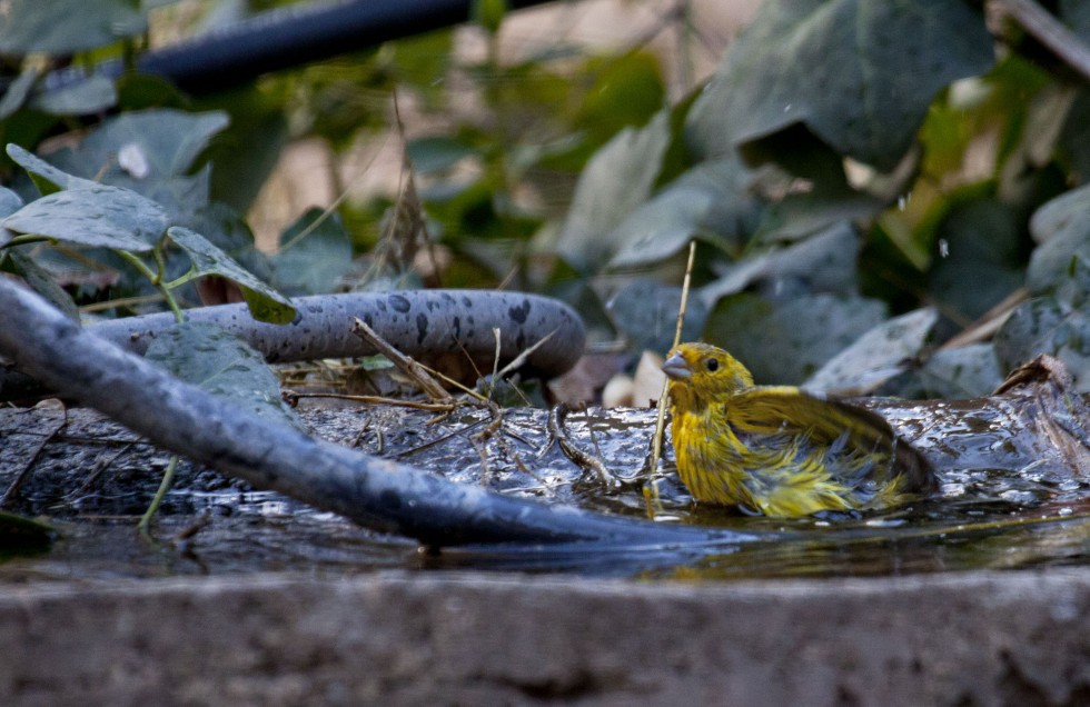 "Un baito de agua fria. ( Jilguero dorado )" de Mario Tizn