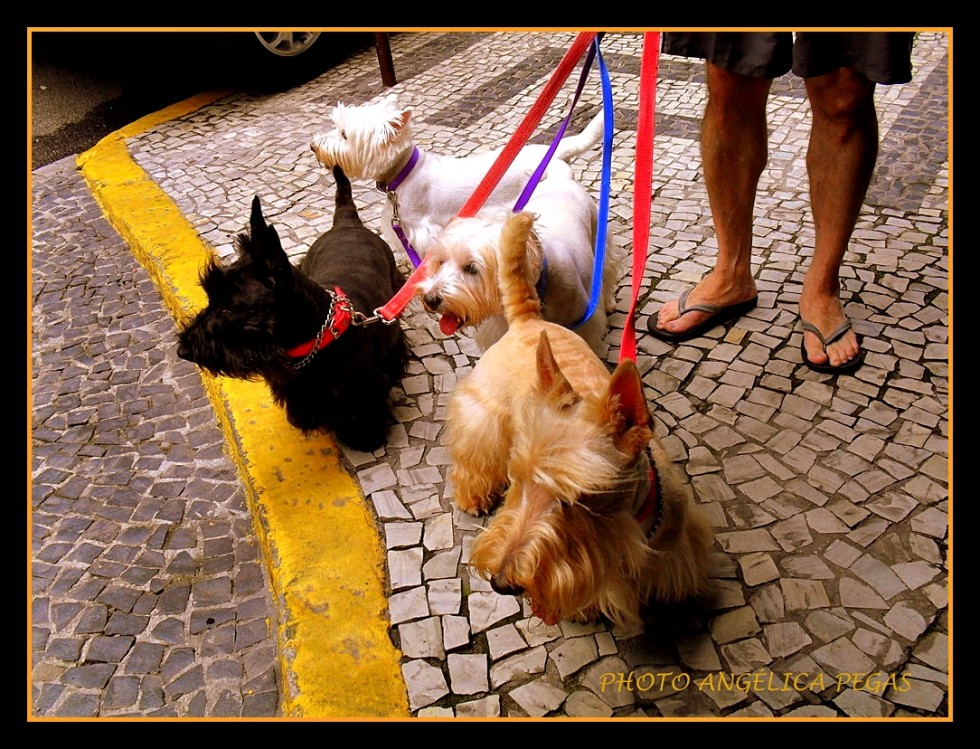 "Amigos de maluzinha.." de Anglica Pegas