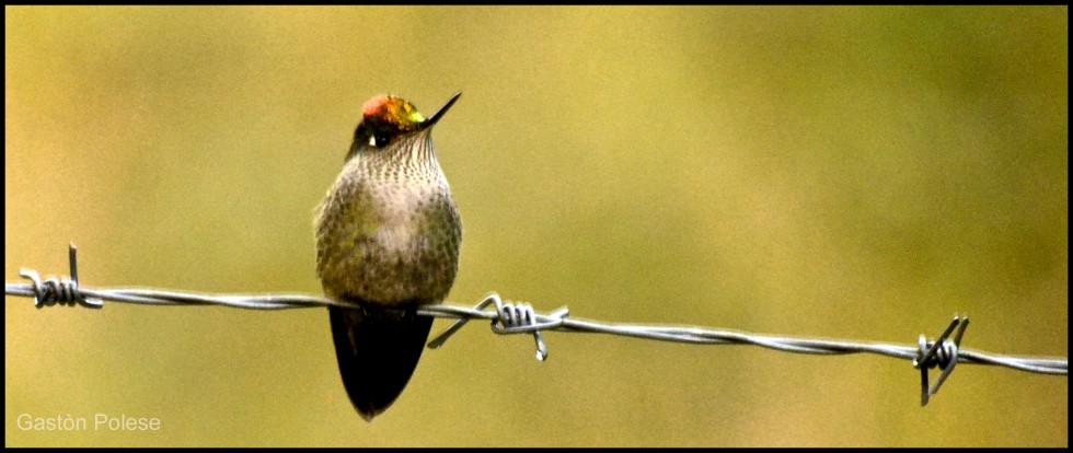 "Colibri sobre alambre" de Gaston E. Polese