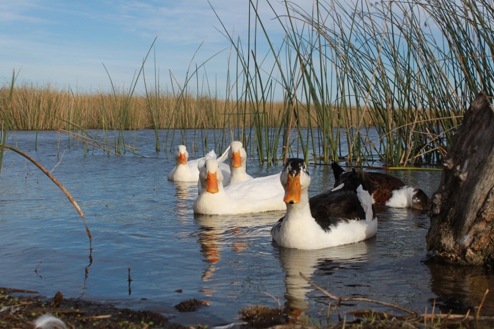 "patos." de Roberto Velazquez