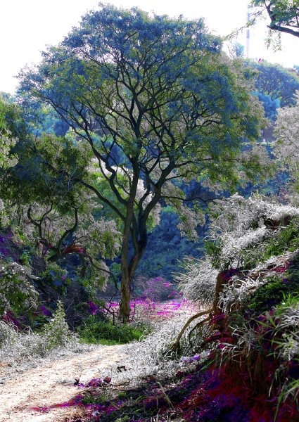 "El bosque encantado" de Rodolfo Crespo