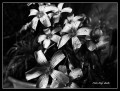 Flores de acero