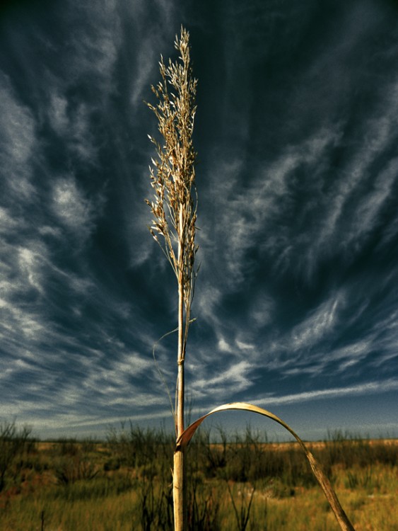 "Vertical" de Ricardo Cascio