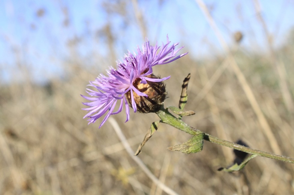 "flor silvestre." de Roberto Velazquez