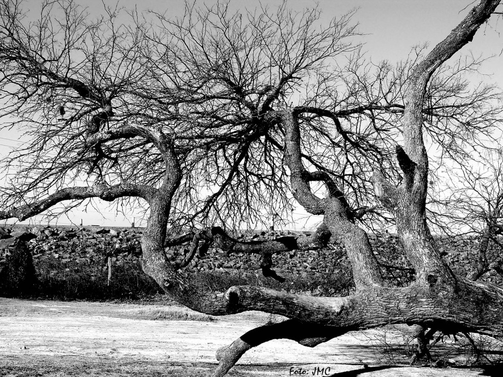 "Arbol seco" de Juan Manuel Conti