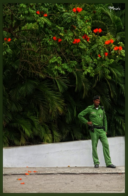 "Verde todo verde" de Mirta Steinberg