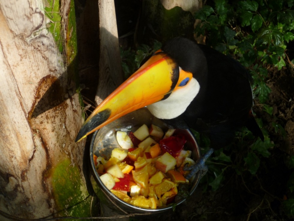 "comida de tucan" de Marcos Pedro Escudero