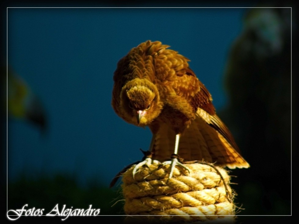 "Peregrino" de Alejandro Gonzalez