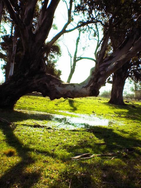 "Adoro el verde" de Maricel Emilia