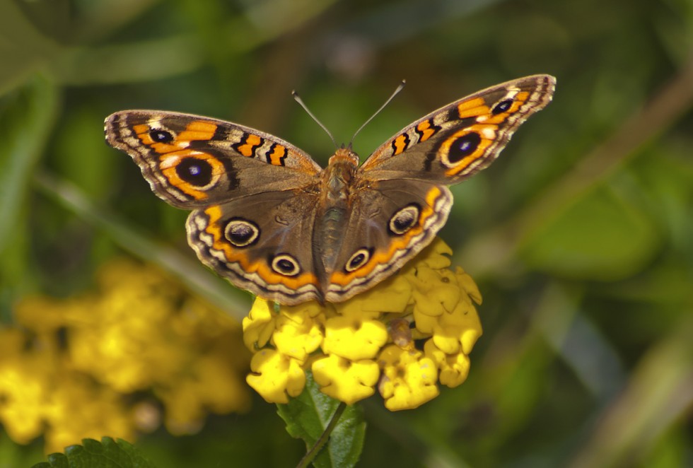 "junonia" de Edith Polverini