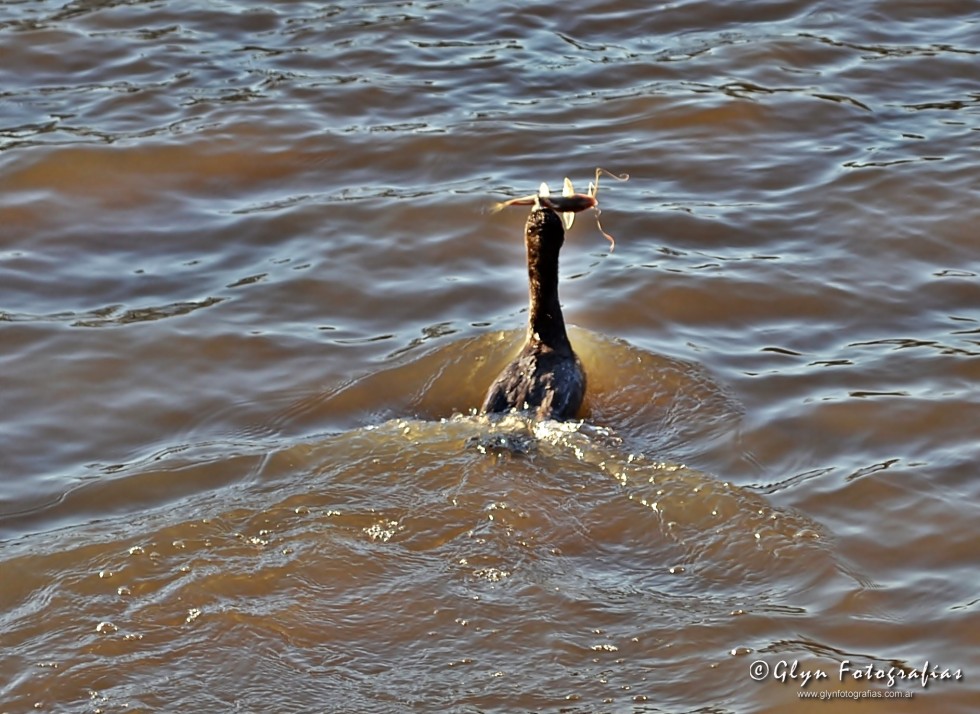 "Es mio !!!" de Glyn Griffiths