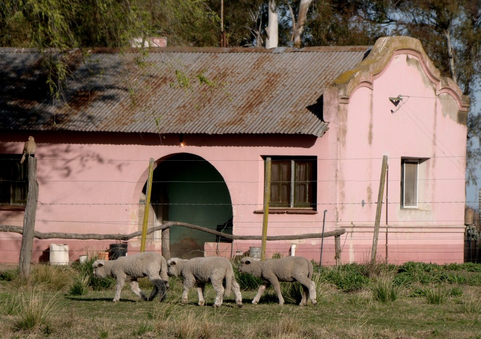 "Derechito a casa...(y vigiladas)" de Sandra Ermandraut