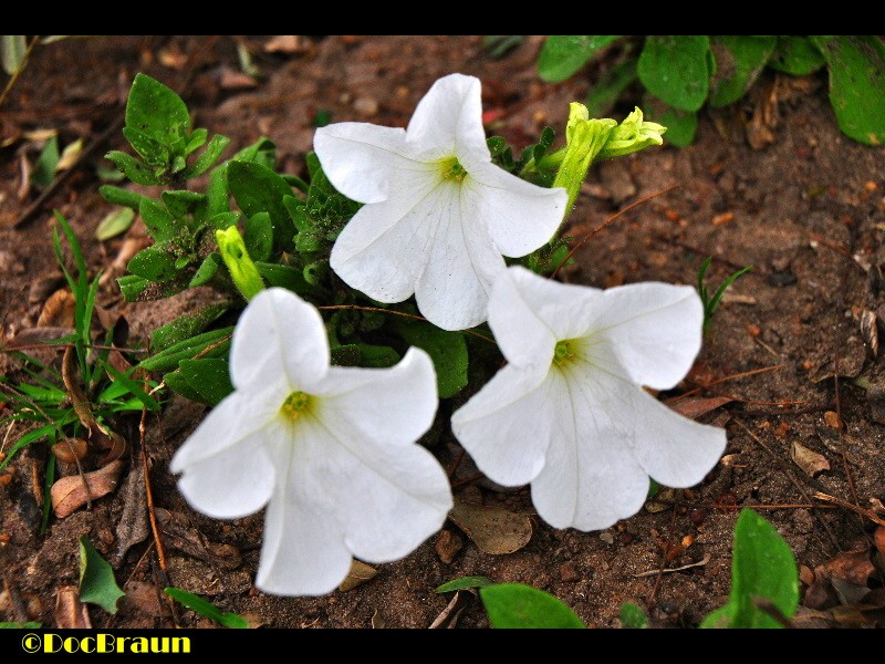 "Flores blancas" de Juan Jos Braun