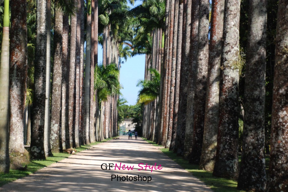 "Camino entre palmeras..." de Gladys Susana Fiorilli