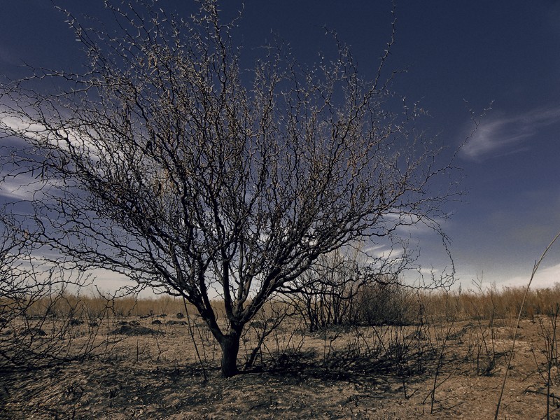 "Asi es mi tierra 8" de Ricardo Cascio