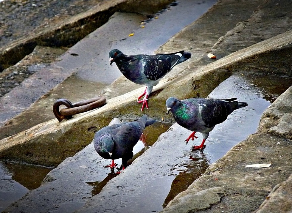 "un trio" de Fernando Oscar Colussi