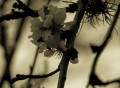 Los Prunus..... anticipando la primavera