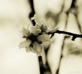 Mas Prunus anticipando la primavera