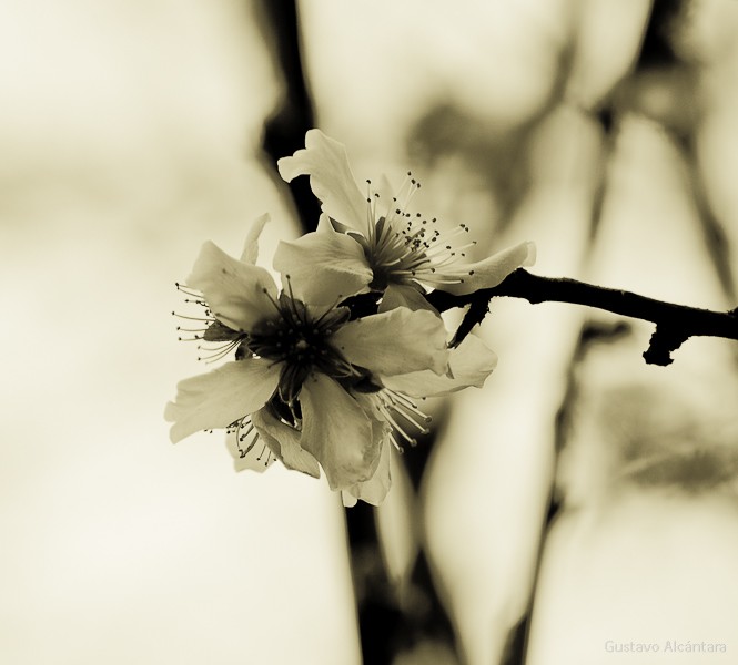 "Mas Prunus anticipando la primavera" de Gustavo Alcntara