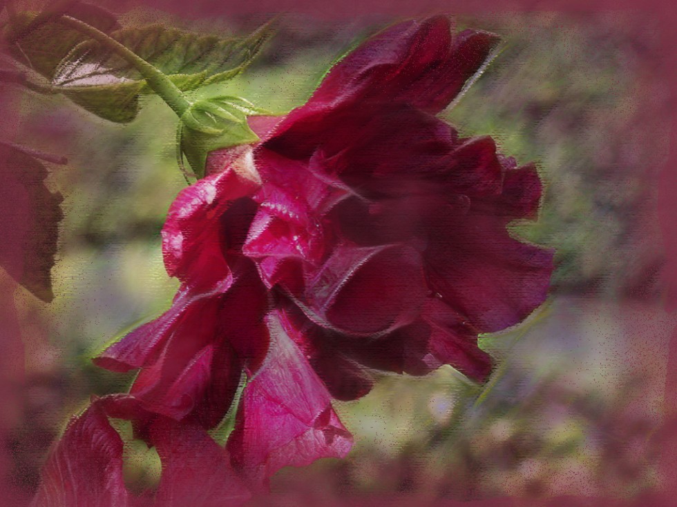 "Pintando una rosa china 2 - dedicada a Carmen" de Maria Cristina Silva